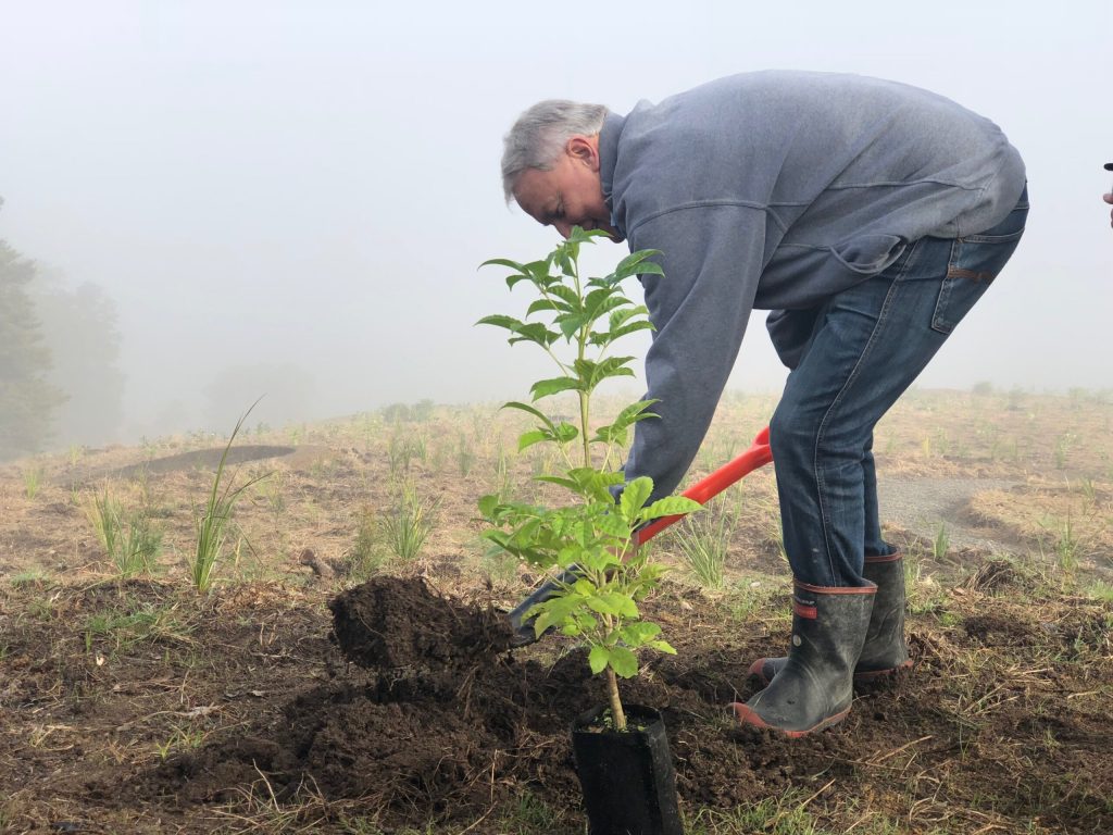 Auckland Mayor Phil Goff plants millionth native tree at Totara Park.
